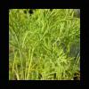 350 Dill ERBE Semi Anethum graveolens view 1