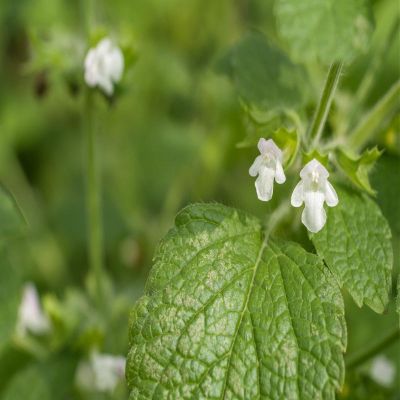 7.78g Melissa Semi ~ 10.000 Count ~ Anti Stess Herb ~ Refreshing Taste & Scent