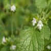 7.78g Melissa Semi ~ 10.000 Count ~ Anti Stess Herb ~ Refreshing Taste & Scent view 1