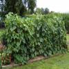 30 + Japanese Long Cucumbers Decapaggio Mild Criscrown USGROWN Biology SEME Non-OCM view 2
