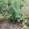 30 + Japanese Long Cucumbers Decapaggio Mild Criscrown USGROWN Biology SEME Non-OCM view 3