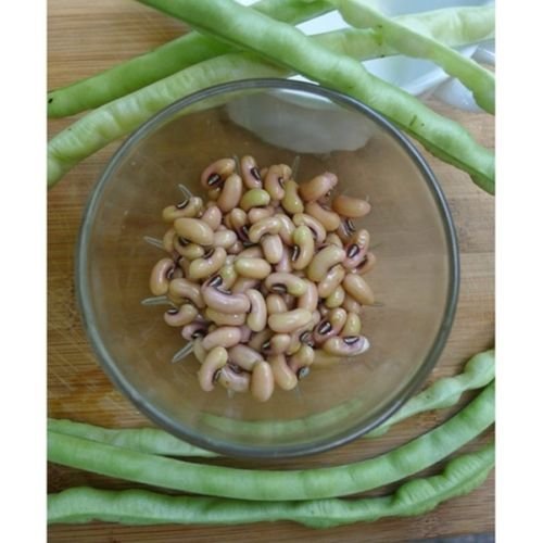 Heerloom Bush Pea Texas Cream 40 Cowpea 200 semi Prolific Bean Pea Del Sud