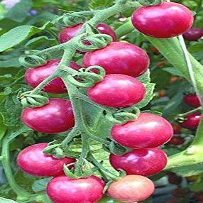 2G / 40 Pink Cherry Tomatoes