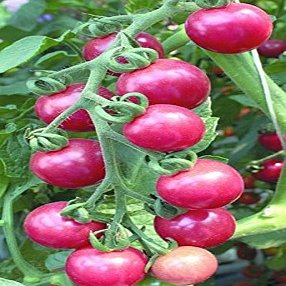 2G / 40 Pink Cherry Tomatoes