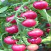 2G / 40 Pink Cherry Tomatoes view 1