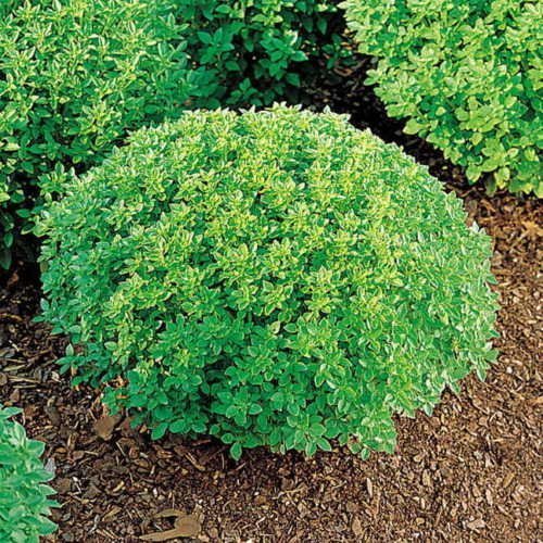 150 Nano Basil Greco 2018 (All Non-ogm semi-cimel Vegetable!)