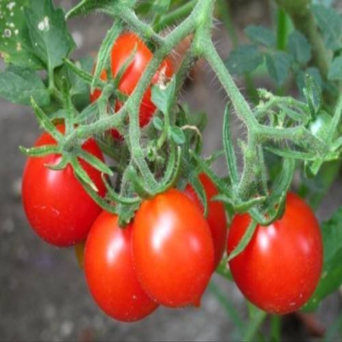 30 Riesentraub Tomato 2018 (All Non-ogm semi-cimel Vegetable!)