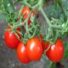 30 Riesentraub Tomato 2018 (All Non-ogm semi-cimel Vegetable!) view 1