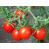 30 Riesentraub Tomato 2018 (All Non-ogm semi-cimel Vegetable!) view 2