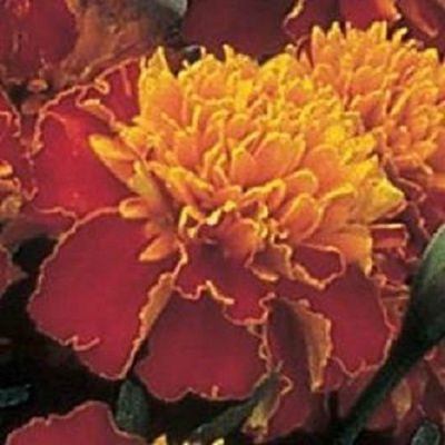 50 Semi Marigold Janie Spry French Marigold