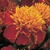 50 Semi Marigold Janie Spry French Marigold view 1