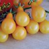 1/8 Organic semi Gram of Yellow Pera Conventional and Organic Tomato view 1
