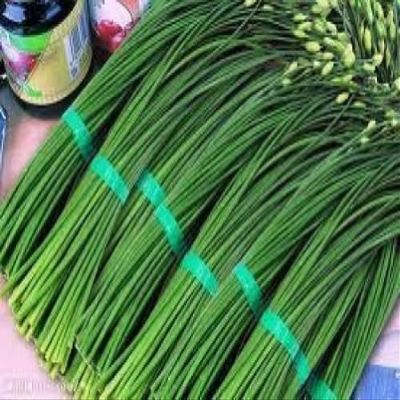 150 Cipollina Garlic 2018 (All Non-ogm semi-cimel Vegetable!)