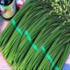 150 Cipollina Garlic 2018 (All Non-ogm semi-cimel Vegetable!) view 1