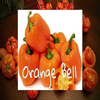 (25+) Semi Pepper Orange Pepper