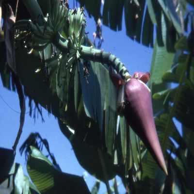 5 Musa Ochracea Musa Rare Hardy Banana Exotic Banana