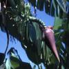 5 Musa Ochracea Musa Rare Hardy Banana Exotic Banana view 1