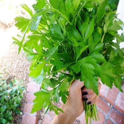 300 Italians Giant Pazzemolo 2018 (All Non-ogm semi-cimel Vegetable!)