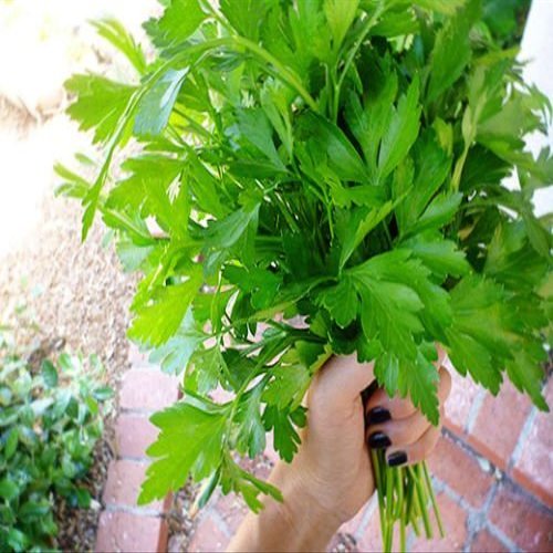 300 Italians Giant Pazzemolo 2018 (All Non-ogm semi-cimel Vegetable!)