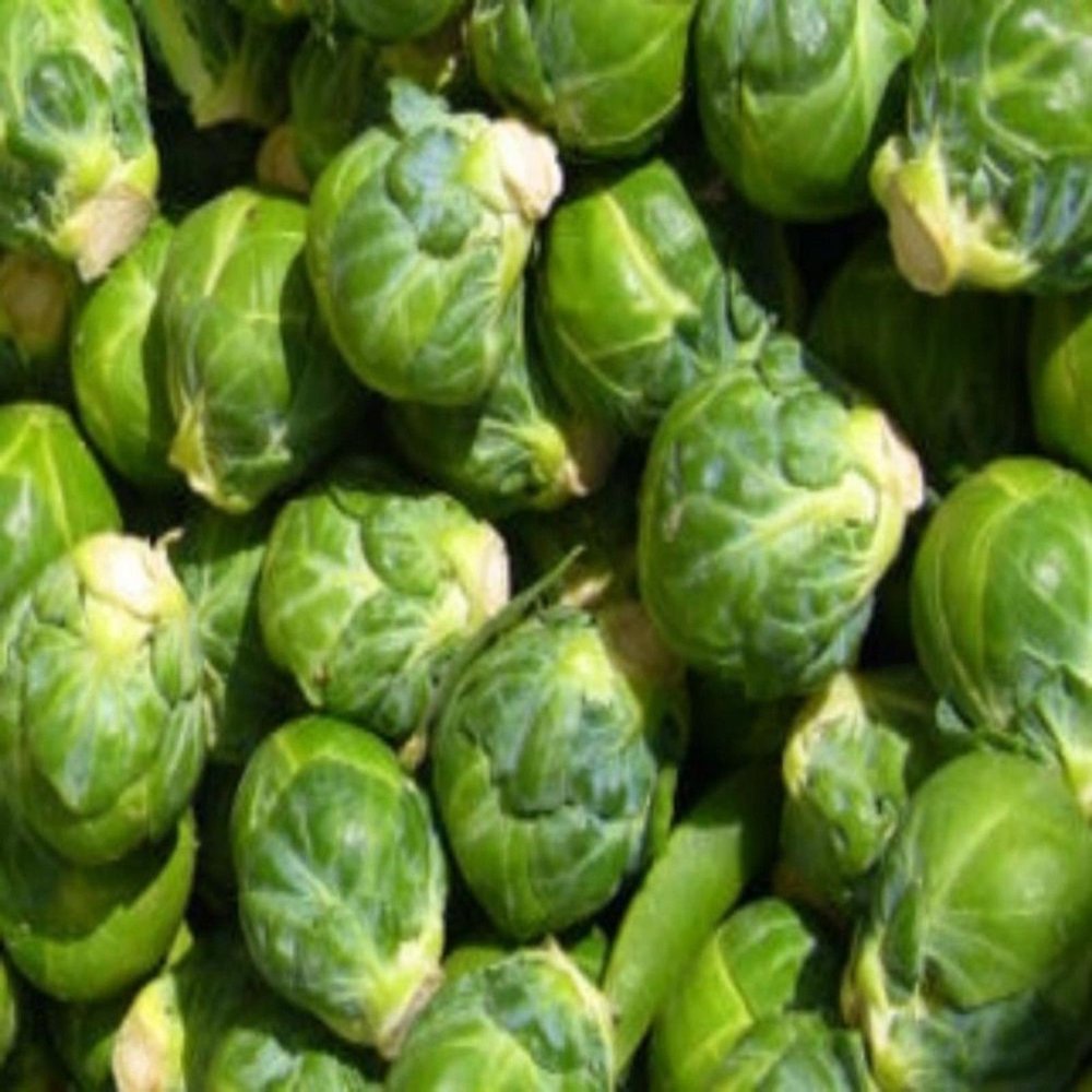 100 +"Long Island Improved" Brussels semi -Family Favorite ~ Sweets