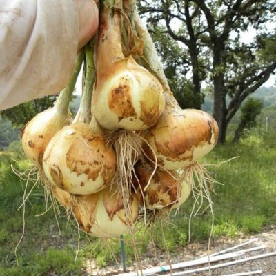 100 + Texas Wheat 1015Y Organic Onion Non -GMO semi Sweet Brief Day of Spring/Autumn