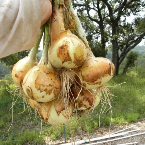 100 + Texas Wheat 1015Y Organic Onion Non -GMO semi Sweet Brief Day of Spring/Autumn