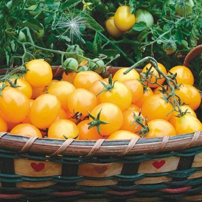 1 Organic semi Gram of Gold Nugget Conventional and Organic Tomato
