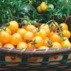 1 Organic semi Gram of Gold Nugget Conventional and Organic Tomato view 1