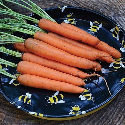 Semi 5m Organic of The Necta Carrot Organic & Pellettata