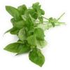 1,56g of chiodplan perfumed Basil semi ~ 1,200 ct Himalayan ~ oriente Tree Indian ~ herb view 1