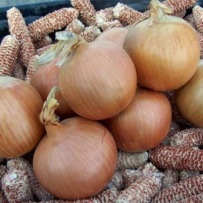 1M semi of Conventional and Organic Talon Onion