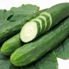 1 Organic semi Gram of Tanja Cucumber Organic view 1