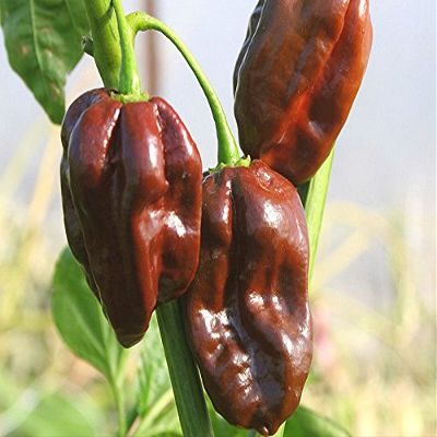 25 Habanero Peppers 2018 Chocolate (All Non-ogm semi-cimel Vegetable!)