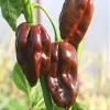 25 Habanero Peppers 2018 Chocolate (All Non-ogm semi-cimel Vegetable!) view 1