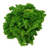 1.4g Organic Southern Giant Curled Mustard semi ~ 10ct Zesty Vegetables view 1