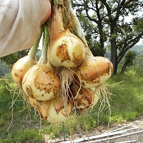 100 + Texas Wheat 1015Y Organic Onion Non -GMO semi Sweet Brief Day of Spring/Autumn