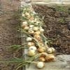 100 + Texas Wheat 1015Y Organic Onion Non -GMO semi Sweet Brief Day of Spring/Autumn view 2