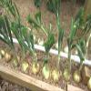 100 + Texas Wheat 1015Y Organic Onion Non -GMO semi Sweet Brief Day of Spring/Autumn view 3