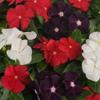 25 Vinca Vinca Semi Jams and Gelatine American Pie Mix view 1