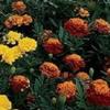 50 Semi Marigold Janie Mix French Marigold view 1