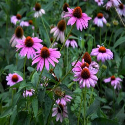 2100-Viola-Paonoflower-Semi-Echinacea Purpurea-Bulk-Herbel-Sha-SH-A25 2100-Viola-Violawer-Semi-Echinacea Purpurea-Bulk-Herb-It-Sh-S-A25 Do You Have one to Sell? Now Sell Details About 2100