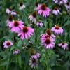 2100-Viola-Paonoflower-Semi-Echinacea Purpurea-Bulk-Herbel-Sha-SH-A25 2100-Viola-Violawer-Semi-Echinacea Purpurea-Bulk-Herb-It-Sh-S-A25 Do You Have one to Sell? Now Sell Details About 2100