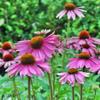 2100-Viola-Paonoflower-Semi-Echinacea Purpurea-Bulk-Herbel-Sha-SH-A25 2100-Viola-Violawer-Semi-Echinacea Purpurea-Bulk-Herb-It-Sh-S-A25 Do You Have one to Sell? Now Sell Details About 2100 view 2