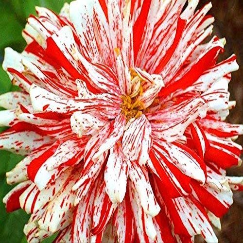 50 Zinnia Semi Higro Candy Dog Fiore