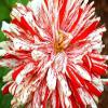 50 Zinnia Semi Higro Candy Dog Fiore view 1