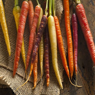 330mg Rainbow Semi Mix Carrot ~ 140ct White Yellow Purple red Root Veggie