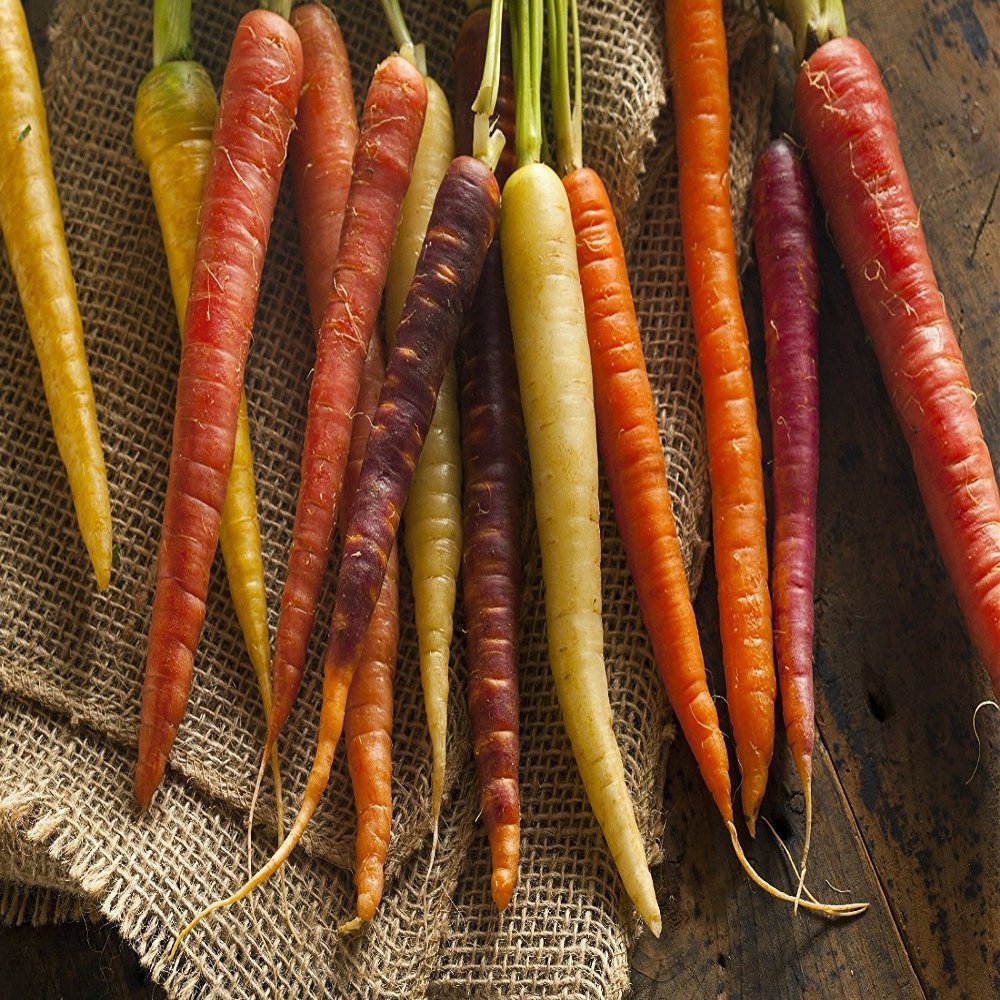 330mg Rainbow Semi Mix Carrot ~ 140ct White Yellow Purple red Root Veggie