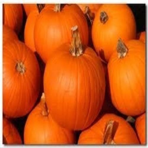 20 Sugar Sugar Pumpkin 2018 (All Non-ogm semi-cimel Vegetable!)