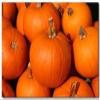 20 Sugar Sugar Pumpkin 2018 (All Non-ogm semi-cimel Vegetable!) view 1