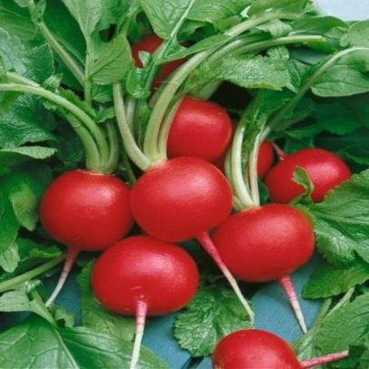 Semi Champion Ravanello 200 + Organic 28 Days to Collect Large & Crisca Non-Egm